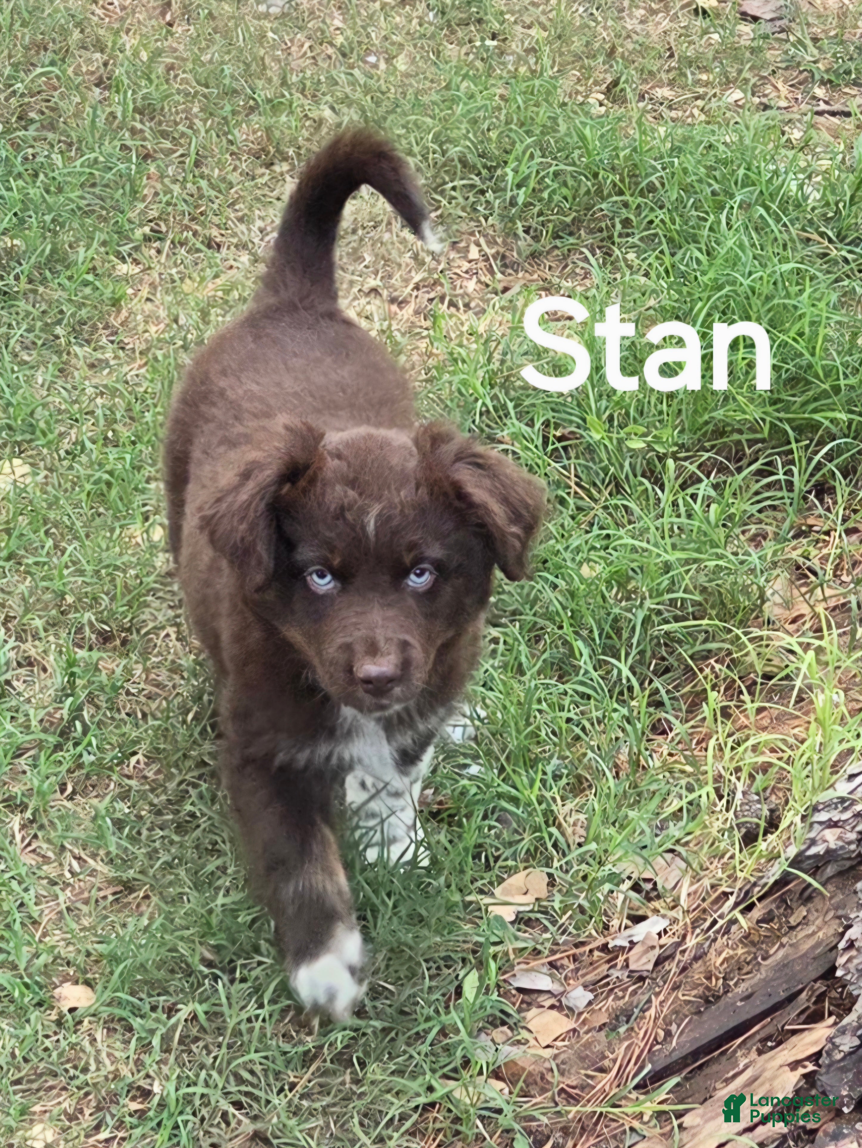 Australian Shepherd dogs for sale: Stan - Ad 2