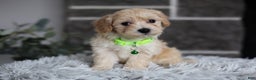 Maltipoo dogs for sale: Sawyer - Ad 2