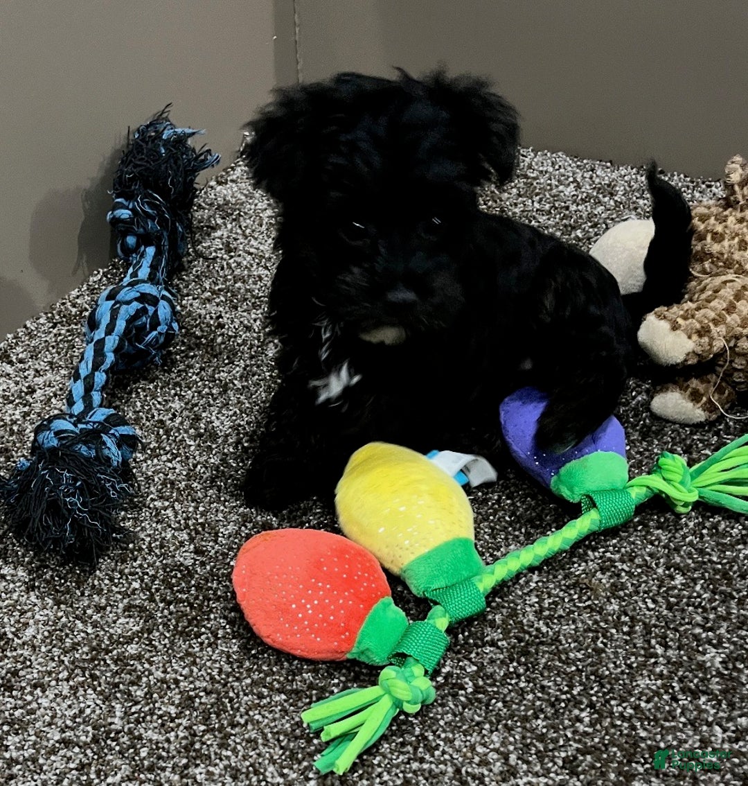 Yorkiepoo dogs for sale: Molly - Ad 5