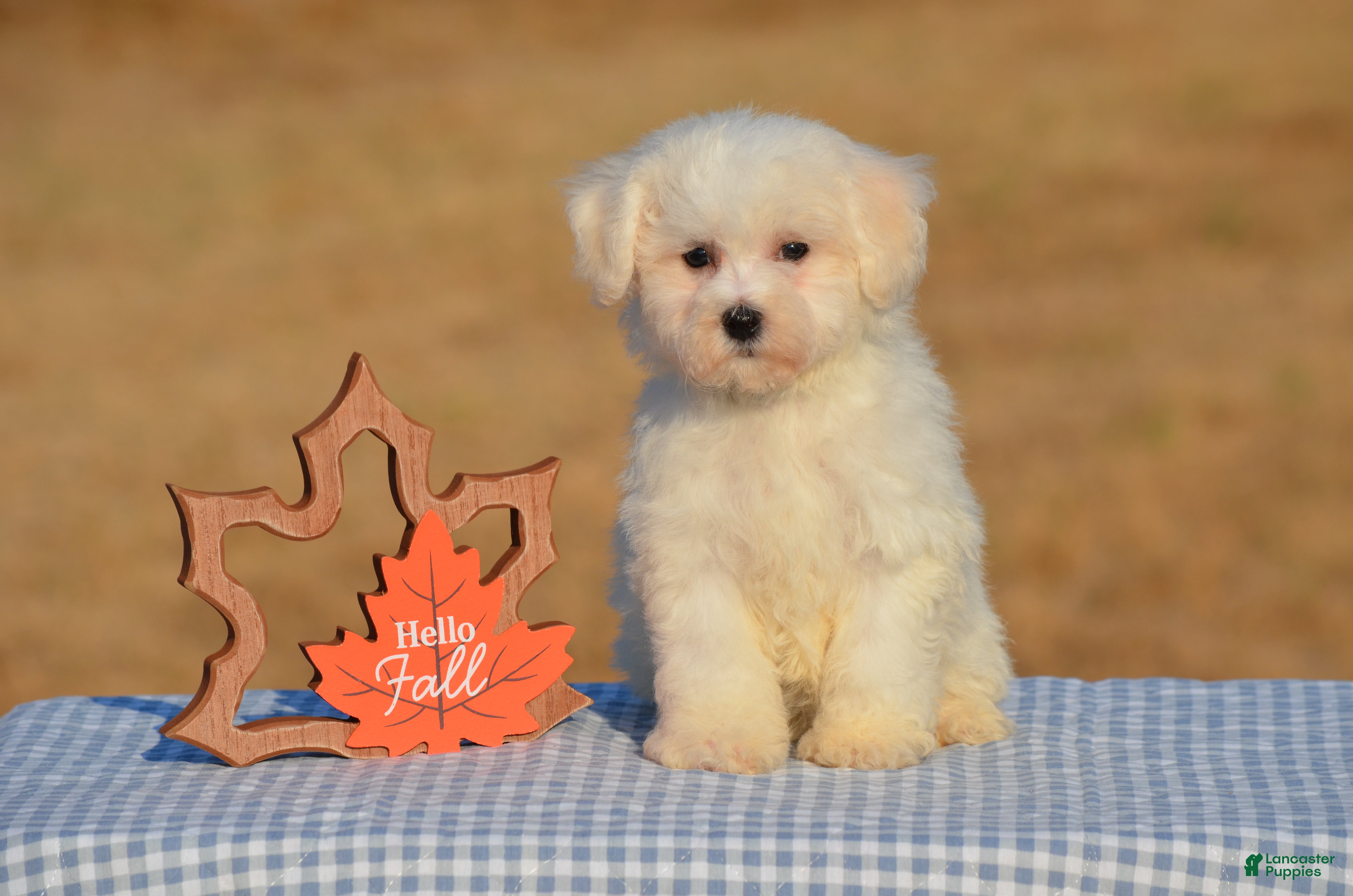Bichon Frise dogs for sale: Tiffany - Ad 2