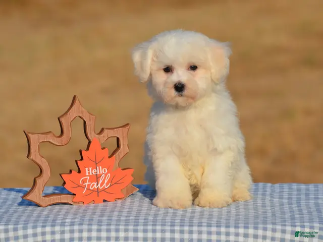 Bichon Frise dogs for sale: Tiffany - Ad 2