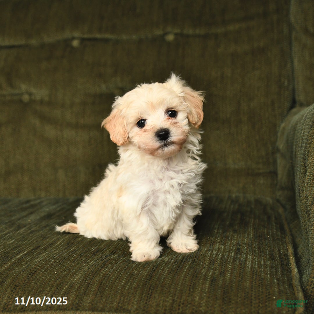 Maltipoo dogs for sale: Lucky - Ad 3