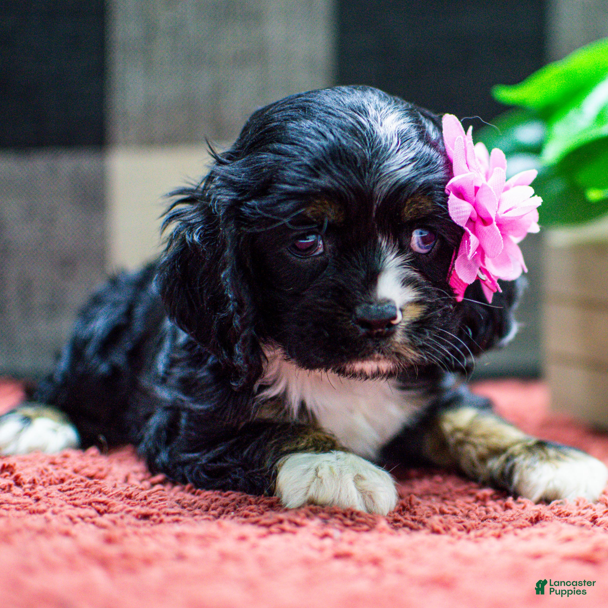 Cocker Spaniel dogs Tai Cocker Spaniel Puppy  - Ad 1