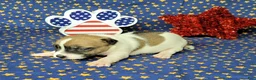 Jack Russell Terrier dogs for sale: Pyro CKC Reg male  - Ad 7