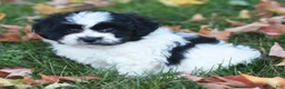 Teddy Bear dogs for sale: Ashley - Ad 4