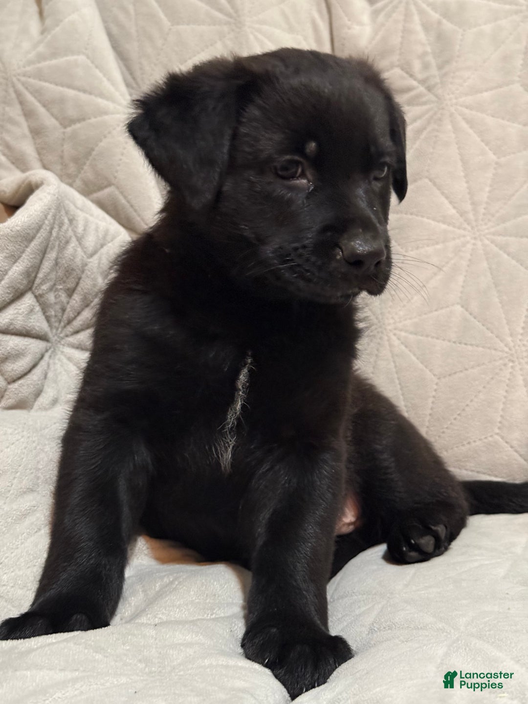 Mixed Breed dogs for sale: Mixed Breed Puppy 5 - Ad 4