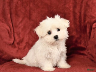 Maltese dogs Gabriel - Ad 16