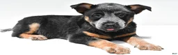 Australian Cattle Dog dogs for sale: Blue Boy - Ad 3