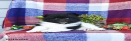 Pomeranian dogs for sale: Fluff  - Ad 5