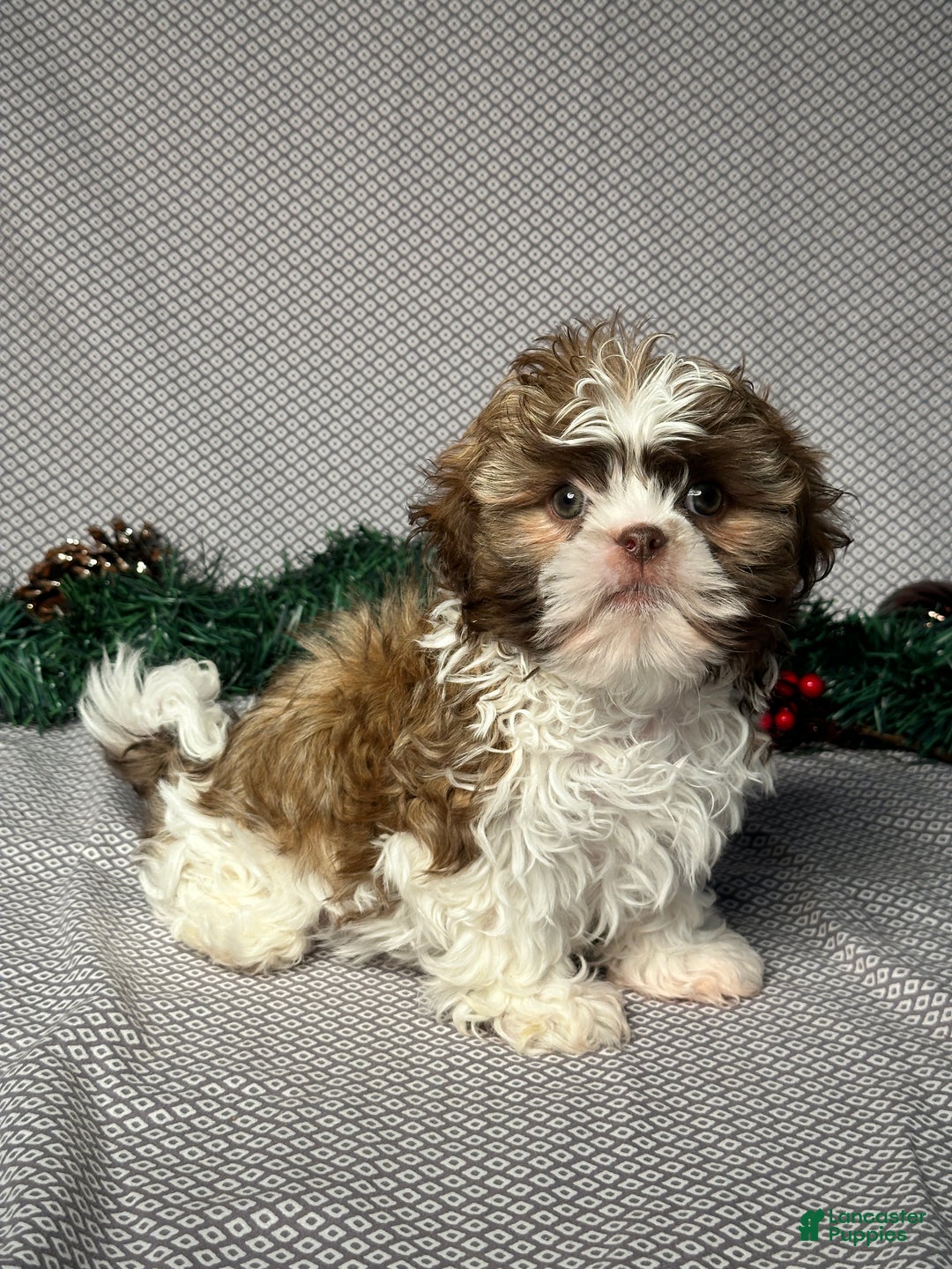 Shih Tzu dogs for sale: Cole - Ad 2