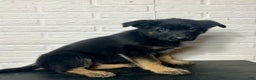 German Shepherd dogs for sale: Daisy - Ad 3