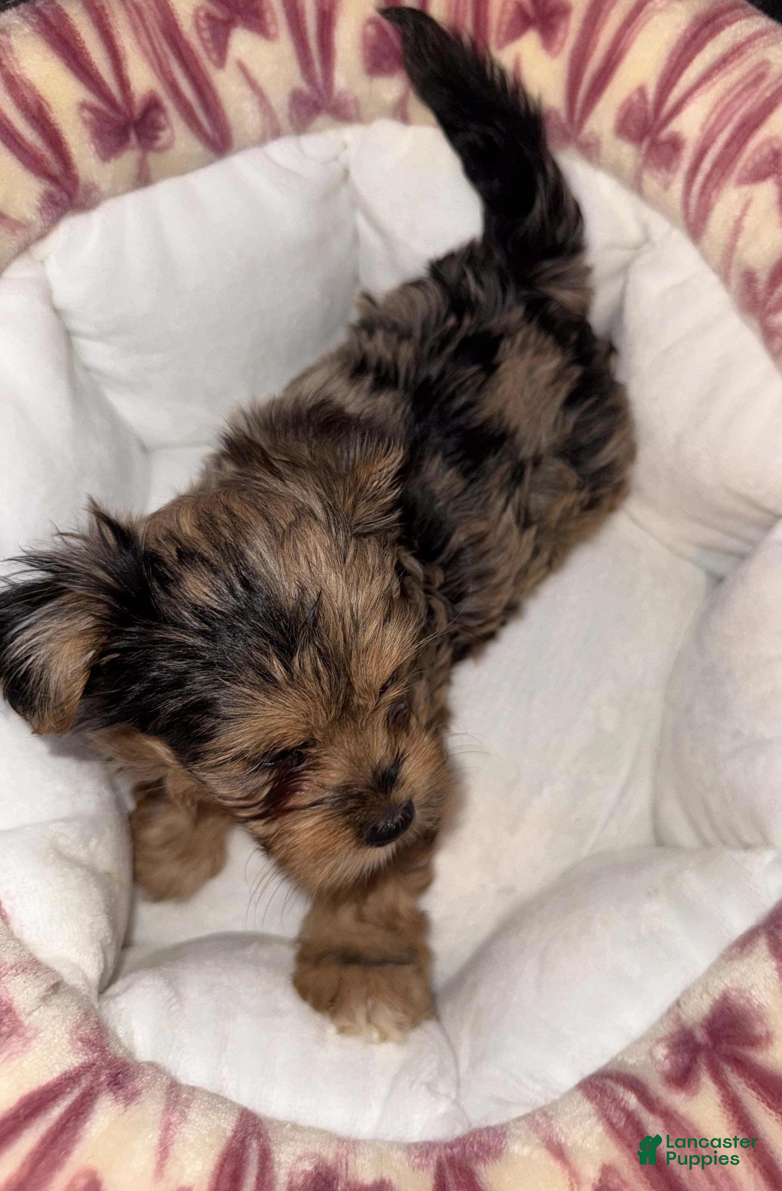 Yorkshire Terrier dogs Nala - Ad 2