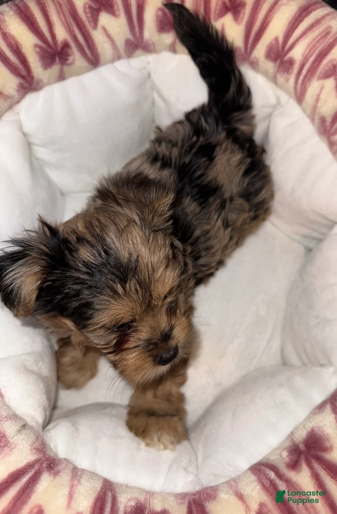 Yorkshire Terrier dogs for sale: Nala - Ad 2