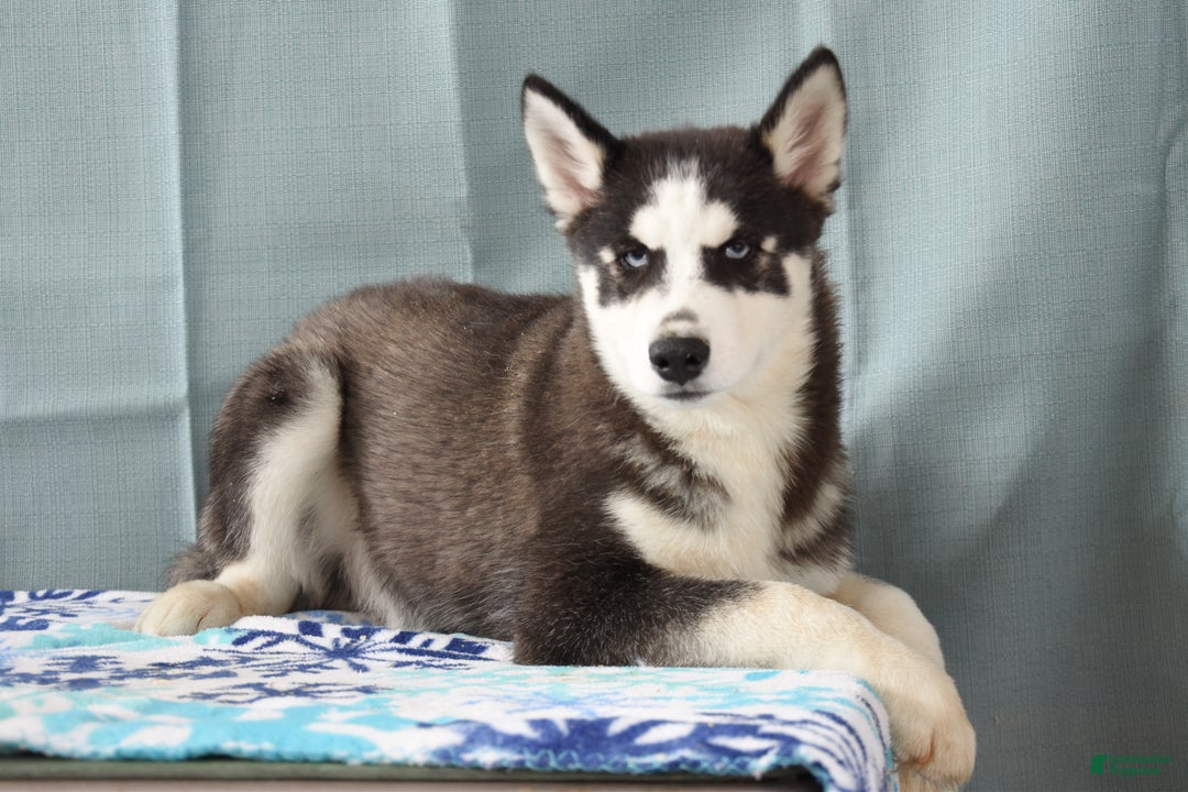 Siberian Husky dogs for sale: Apollo - Ad 3