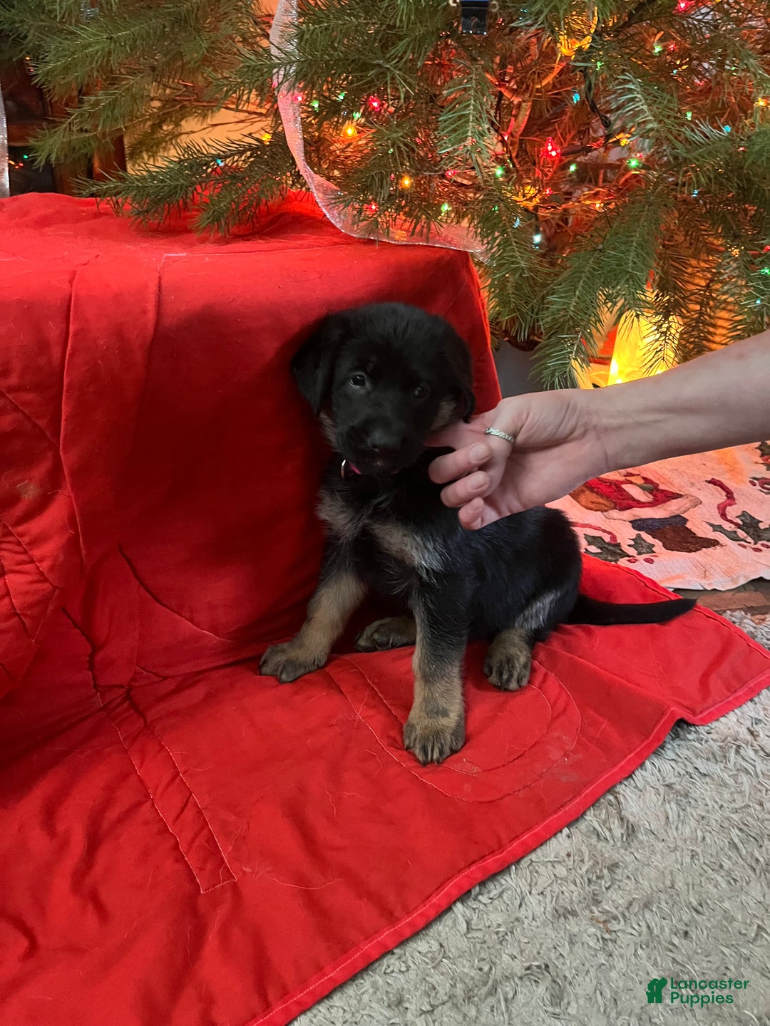 Mixed Breed dogs for sale: Mixed Breed Puppy 6 - Ad 1