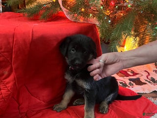 Mixed Breed dogs for sale: Mixed Breed Puppy 6 - Ad 4