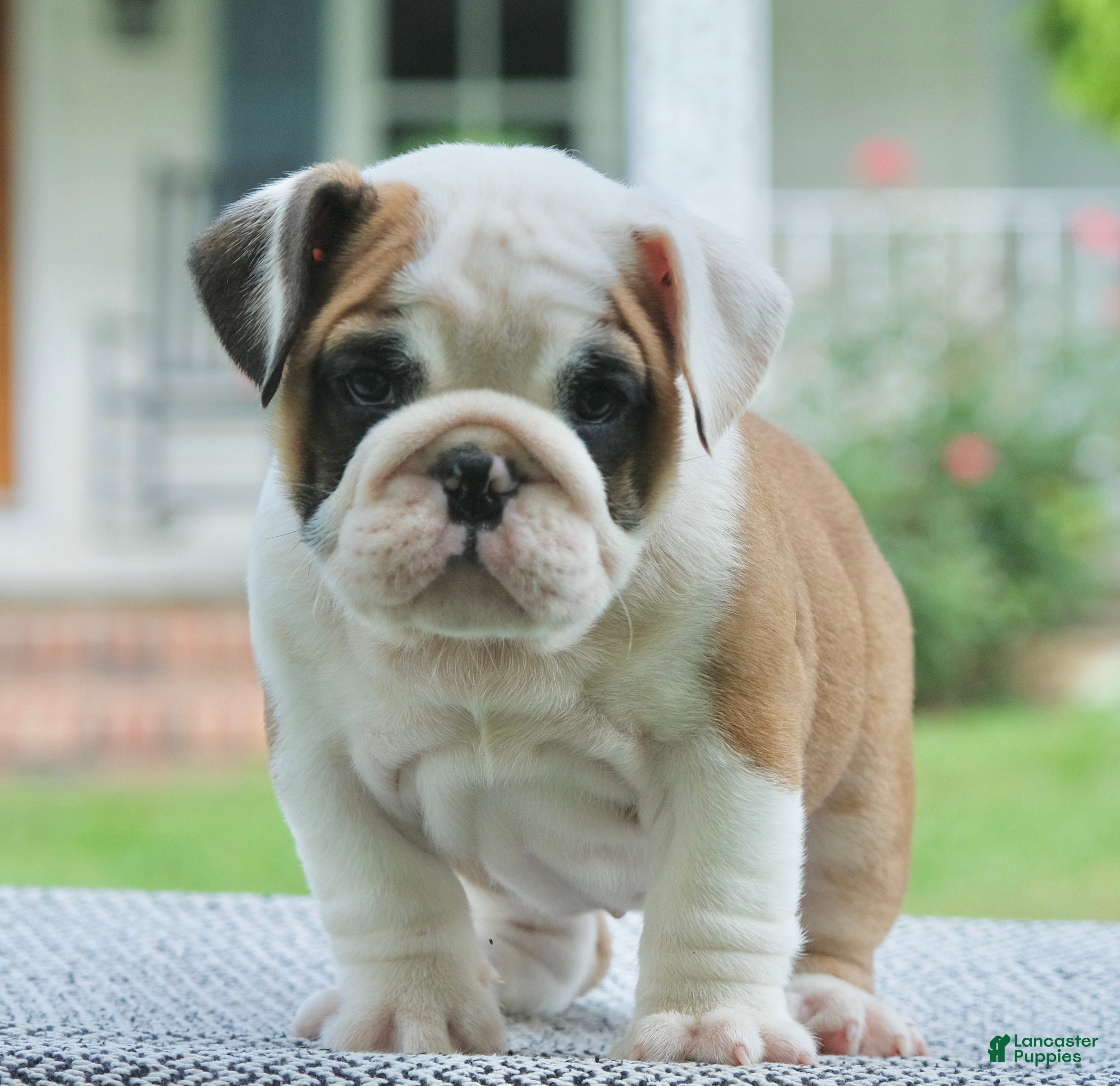 English Bulldog dogs Charlie - Ad 2