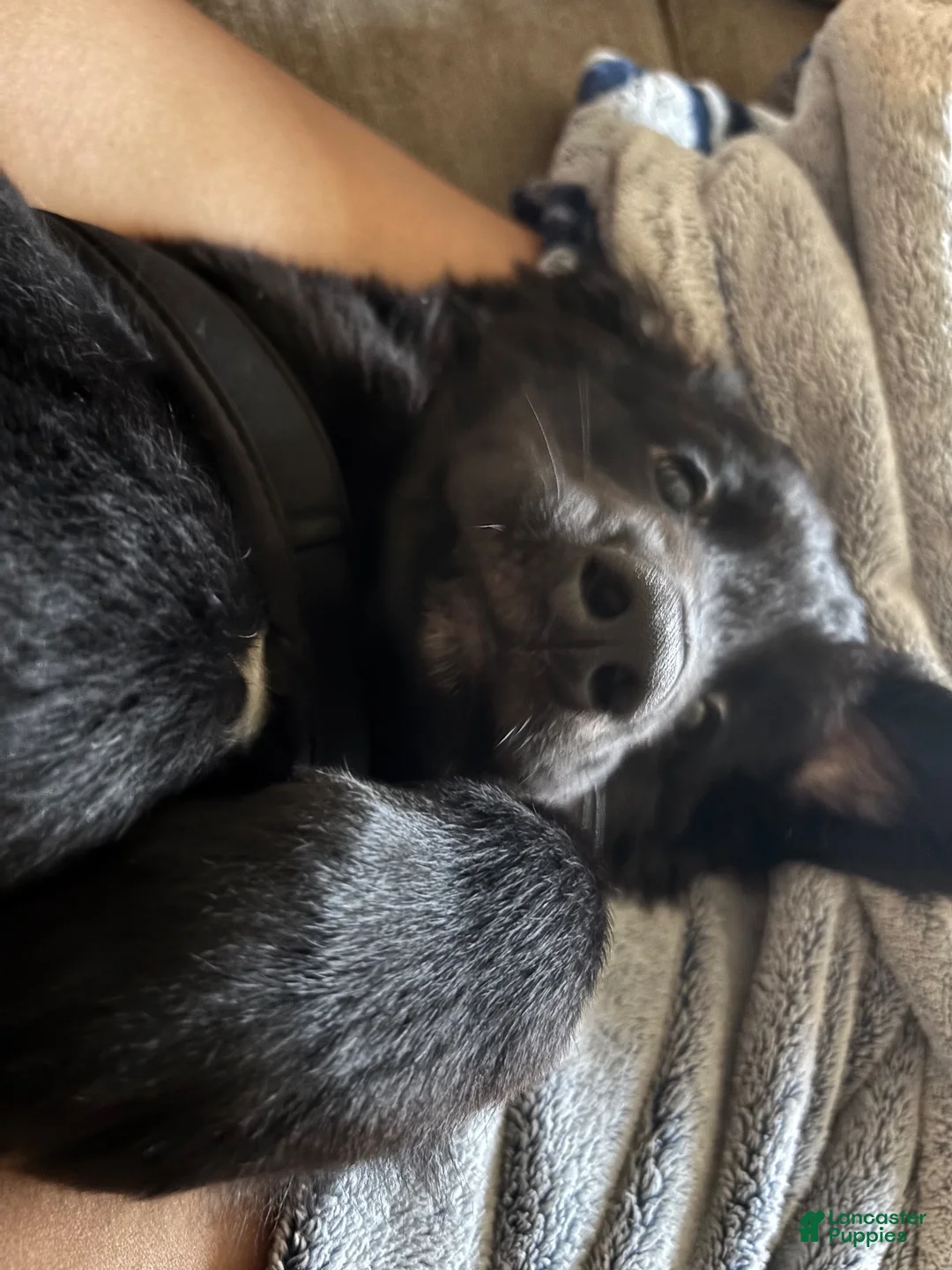 Mixed Breed dogs for sale: Aries - Ad 2