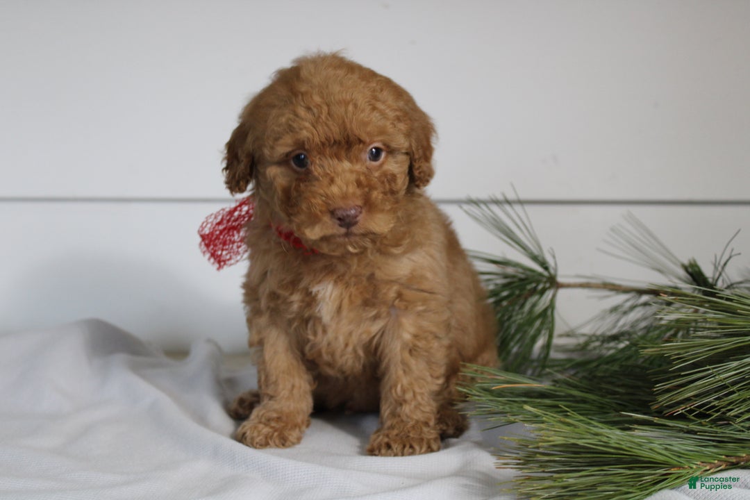 Miniature Poodle dogs for sale: Dallas - Ad 3