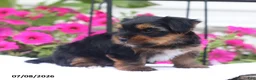 Shorkie dogs for sale: Midnight - Ad 5