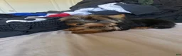 Yorkshire Terrier dogs for sale: Teacup Bruno  - Ad 4