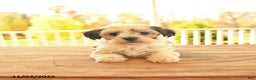 Teddy Bear dogs for sale: Biscuit  - Ad 7
