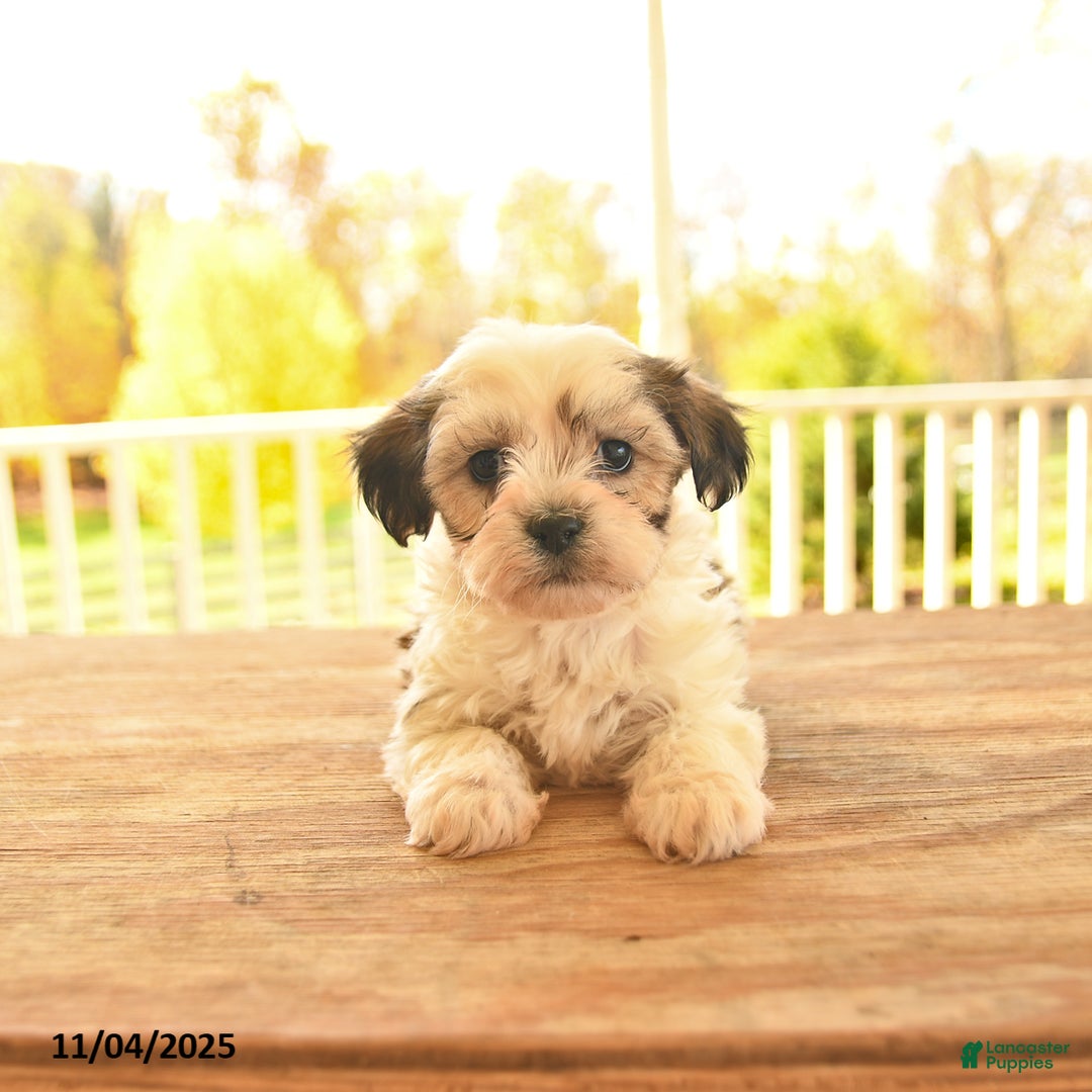 Teddy Bear dogs for sale: Biscuit  - Ad 7