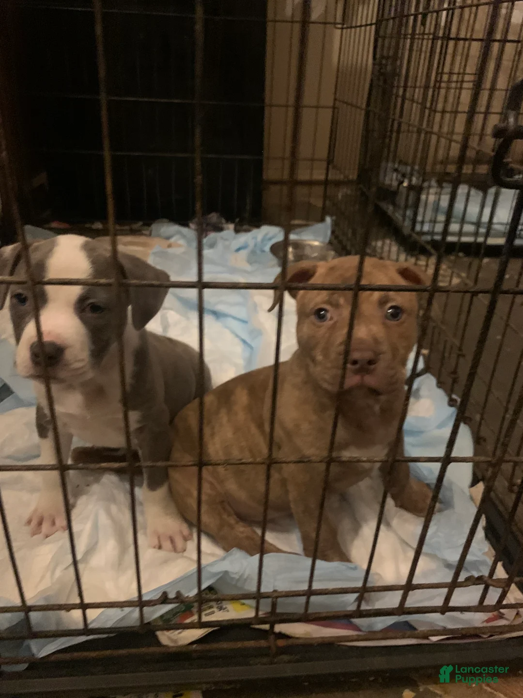American Pit Bull Terrier dogs for sale: American Pit Bull Terrier Puppy 2 - Ad 1
