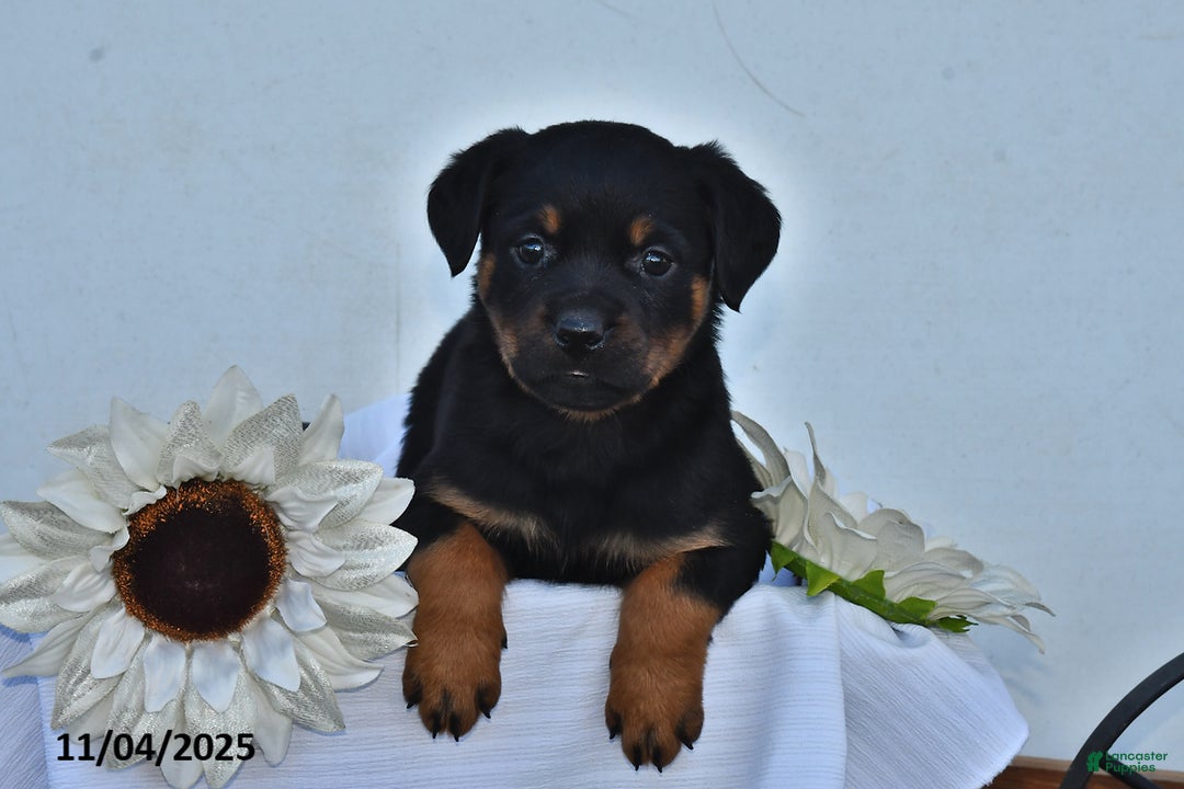 Rottweiler dogs for sale: Piper - Ad 2
