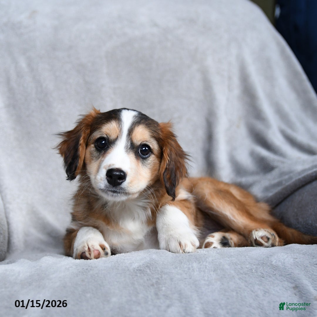 Mixed Breed dogs for sale: Blossom - Ad 2