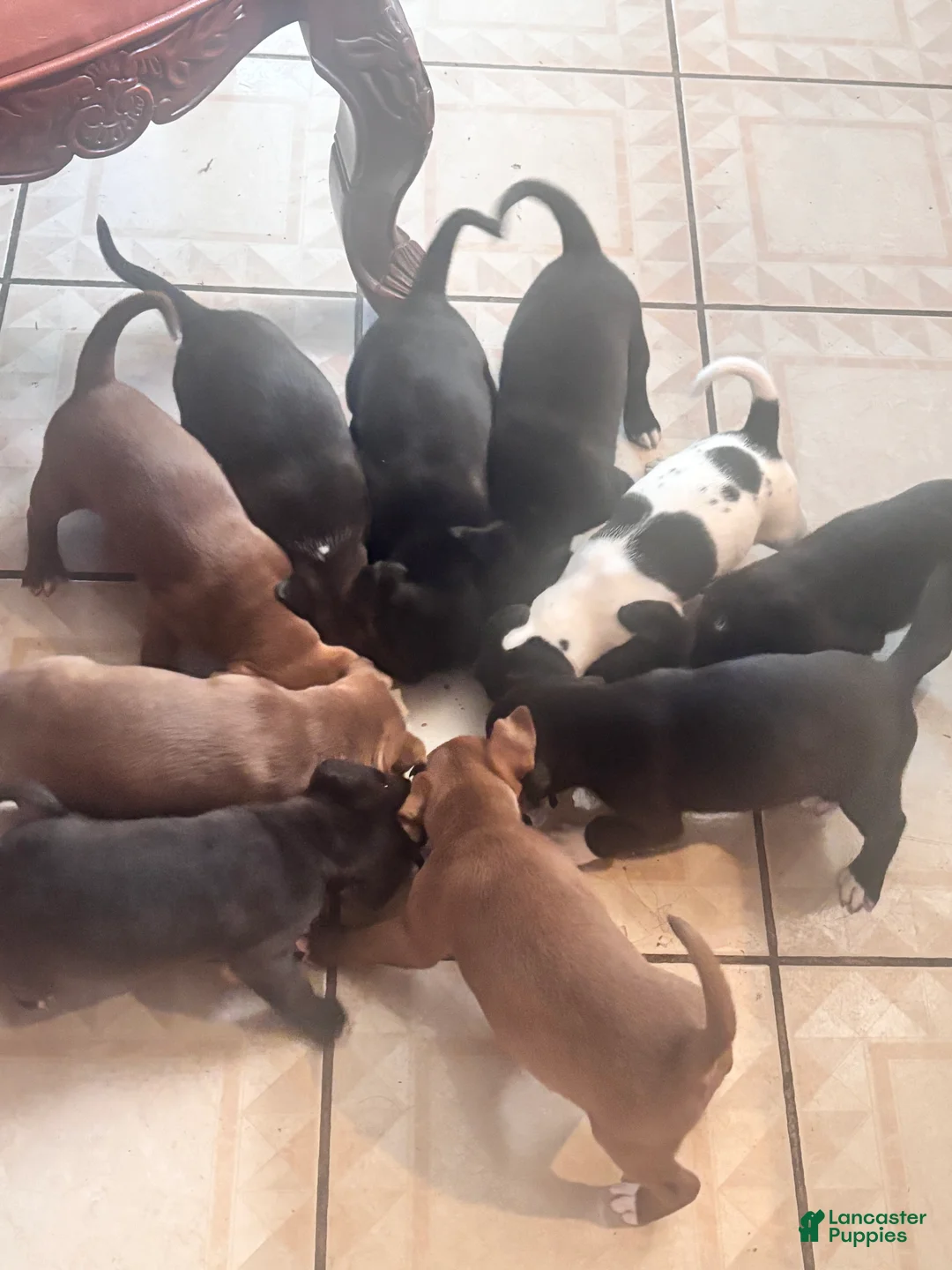 Mixed Breed dogs for sale: Mixed Breed Puppy 5 - Ad 1