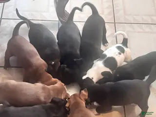 Mixed Breed dogs Mixed Breed Puppy 5 - Ad 7