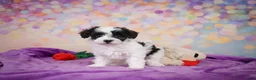Maltipoo dogs for sale: Trixie - Ad 5