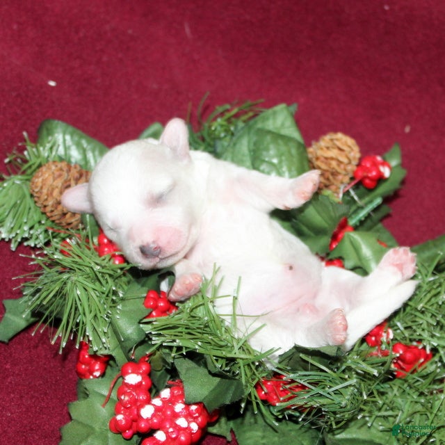 Bichon Frise dogs Violet - Ad 26