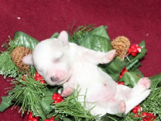 Bichon Frise dogs Violet - Ad 26