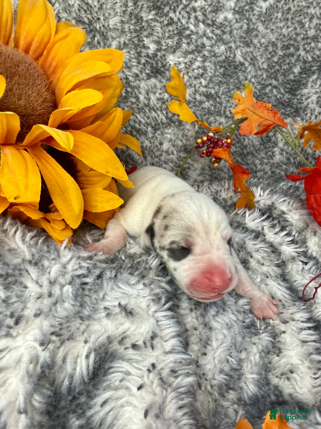 Great Dane dogs for sale: Blue Fawnquin Headed Pied (Heavy Euro) - Ad 19