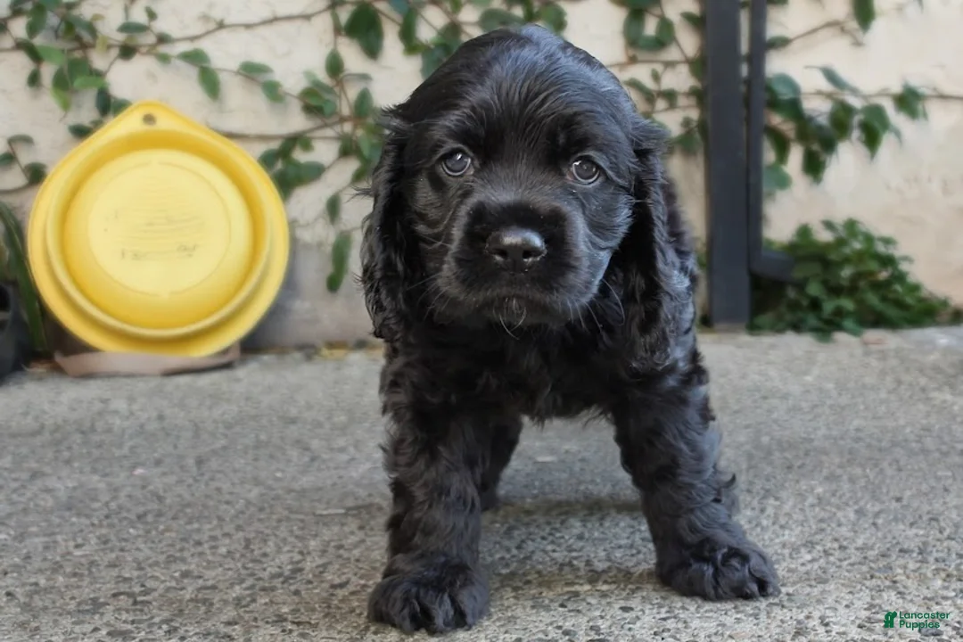 Cocker Spaniel dogs for sale: Coco - Ad 1