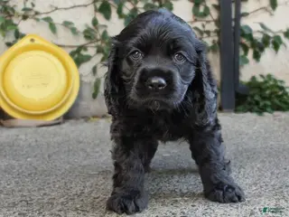 Cocker Spaniel dogs for sale: Coco - Ad 2
