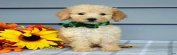 Goldendoodle dogs for sale: Oliver - Ad 3
