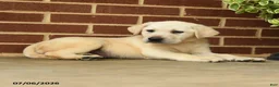 Labrador Retriever dogs for sale: Bubbles - Ad 3