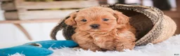 Shihpoo dogs for sale: Boone - Ad 6