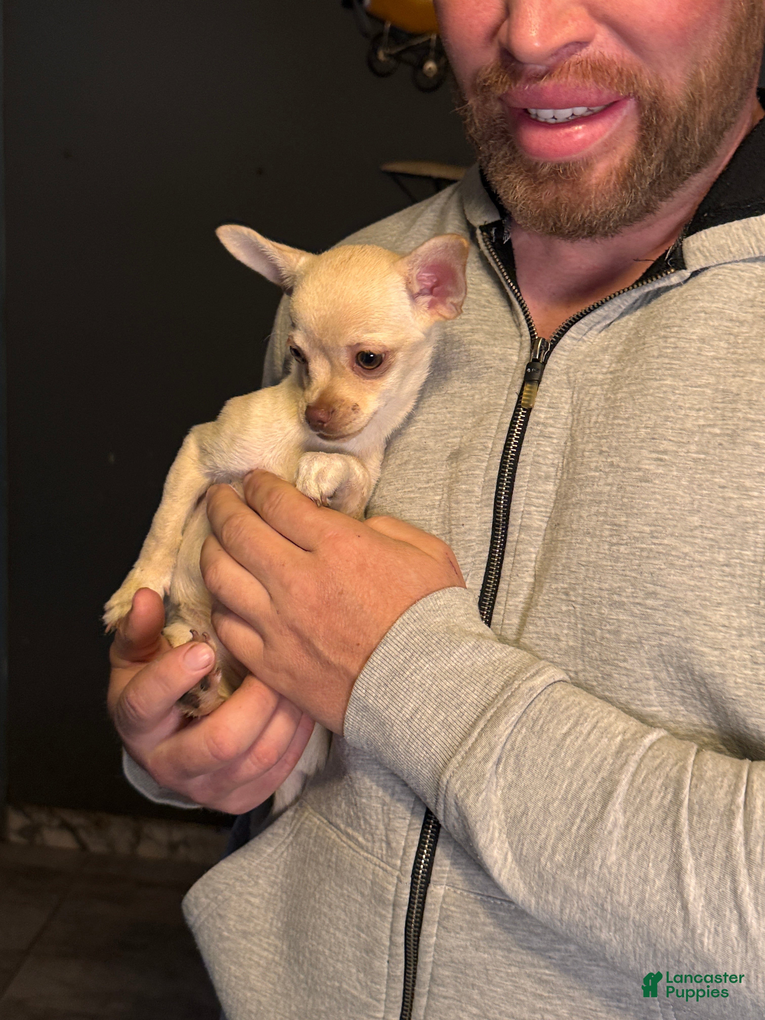 Chihuahua dogs Princess - Ad 2