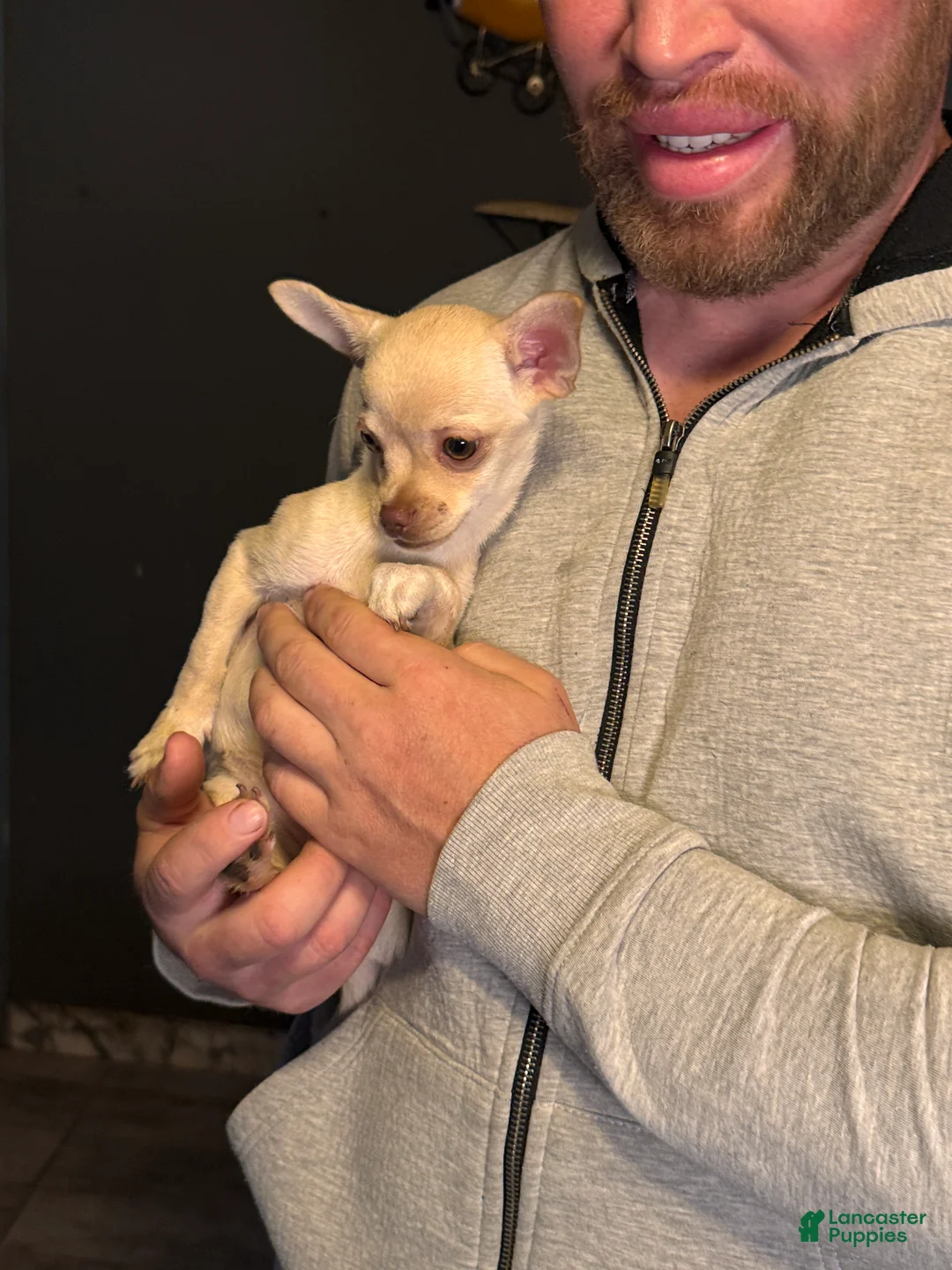 Chihuahua dogs for sale: Princess - Ad 2