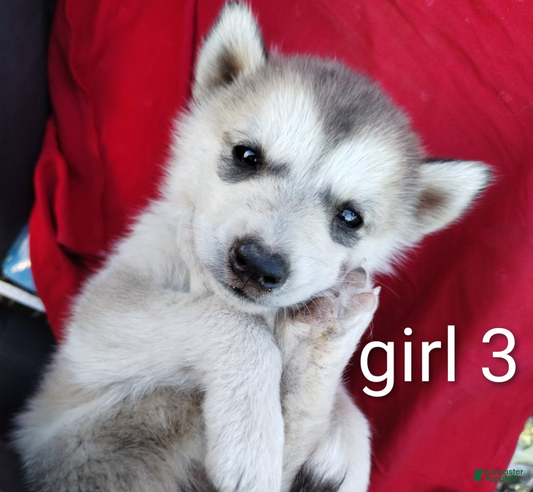 Alaskan Husky dogs for sale: Alaskan Husky Puppy 3 - Ad 3