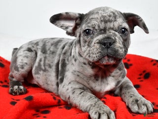 Mixed Breed dogs River - Ad 32