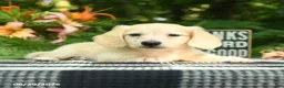 Miniature Dachshund dogs for sale: Archie - Ad 5
