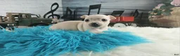 Chihuahua dogs for sale: Haleys cream boy. Hand Delivery  - Ad 6