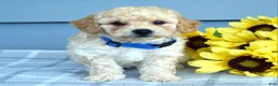 Bichpoo dogs for sale: Sammy - Ad 7