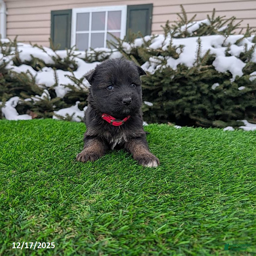 German Shepherd dogs Molly - Ad 18