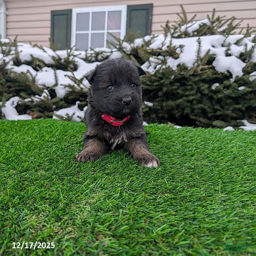 German Shepherd dogs for sale: Molly - Ad 1